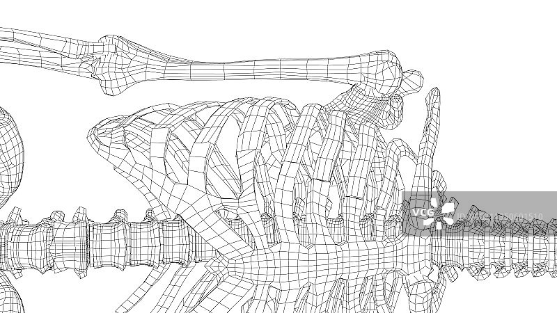 人类骨骼图片素材