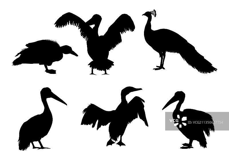 白色背景上的鸟类特写图片素材