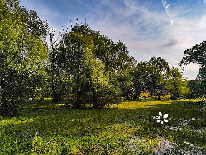 湿地中的树林图片素材