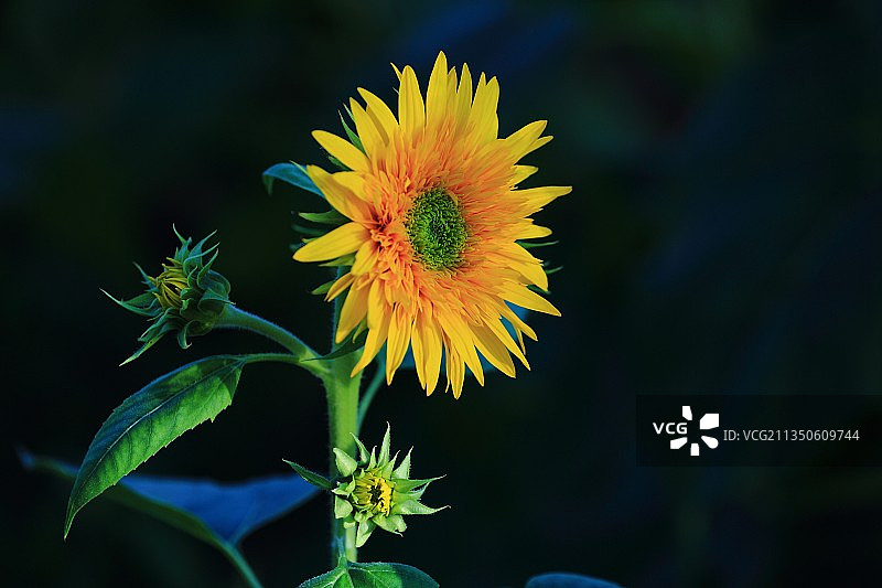 向日葵图片素材