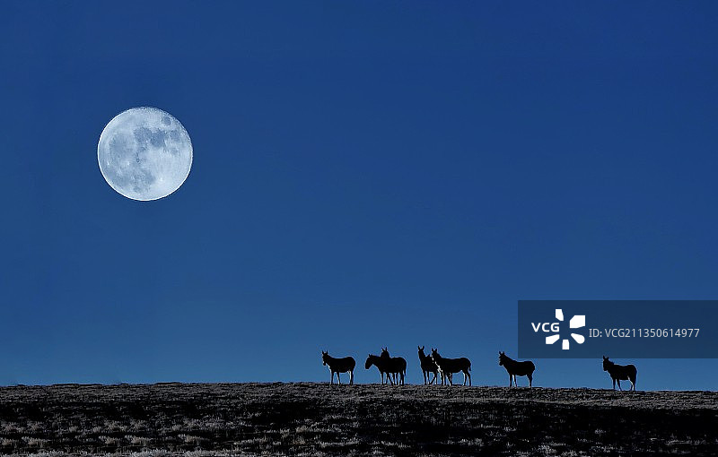 古道西风瘦马图片素材