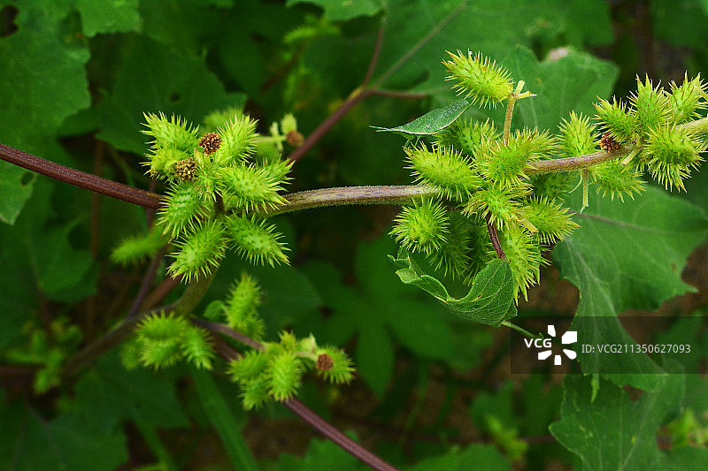 苍耳与蚱蜢图片素材