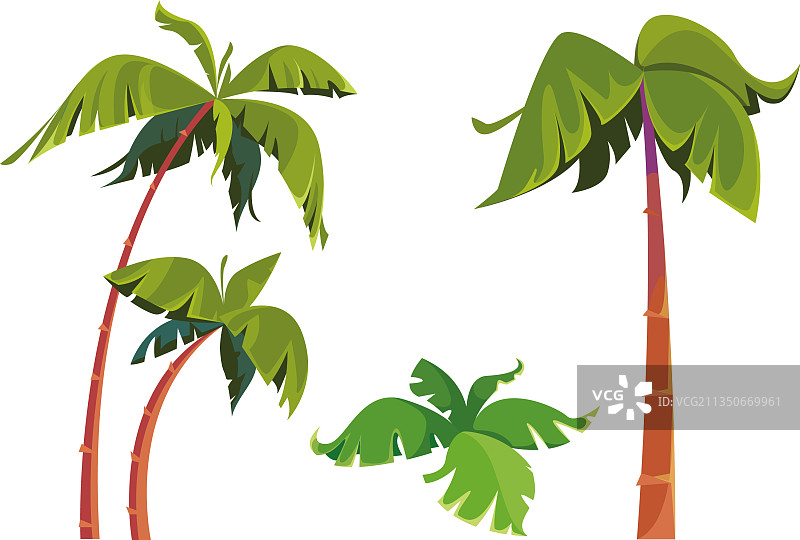 高大的棕榈树素材图片素材