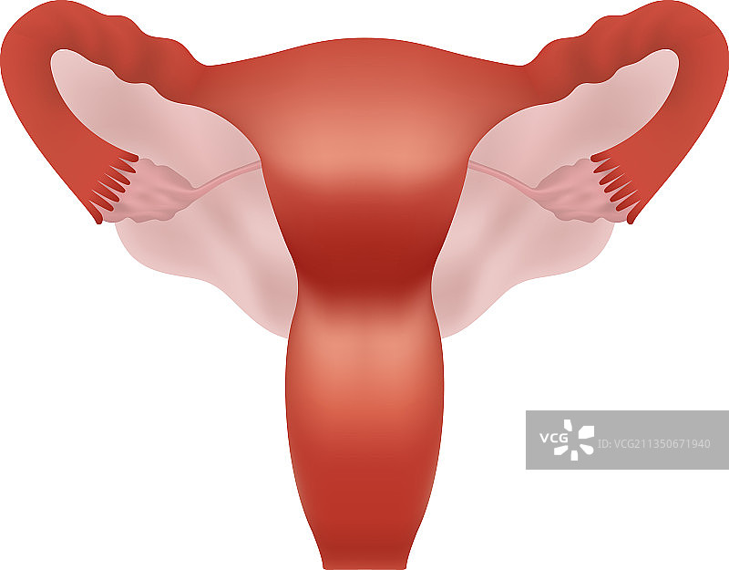 逼真的人类女性生殖系统图片素材