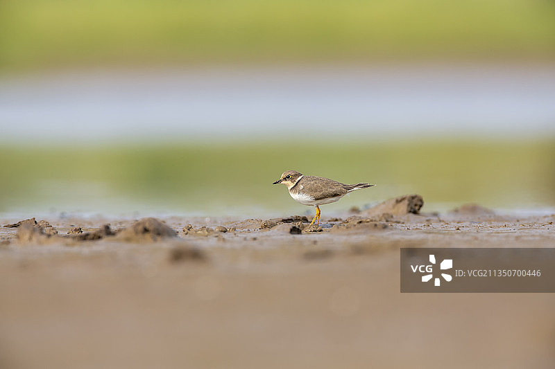 一只在湖岸河滩边单个活动并快速行走于沼泽中觅食的金眶鸻鸟图片素材