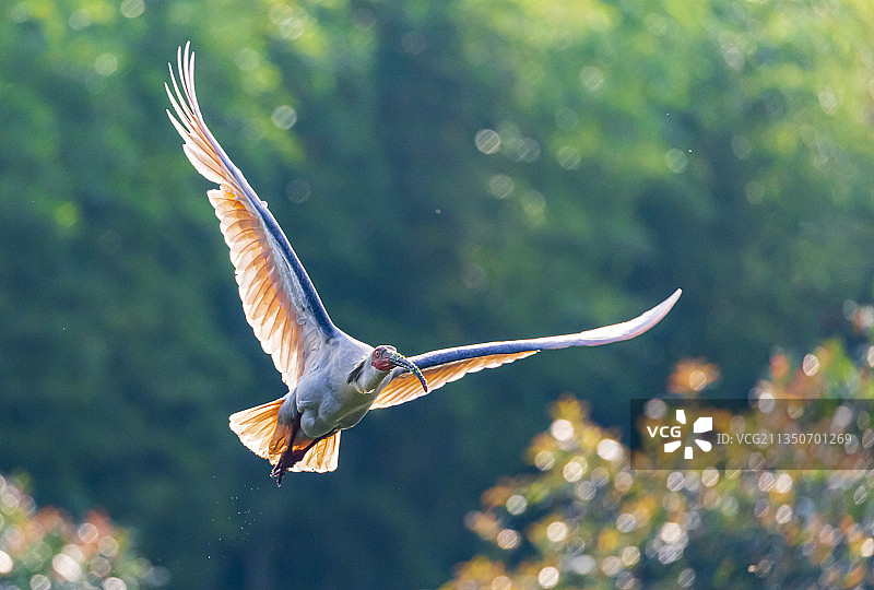 国家一级保护动物--朱鹮图片素材