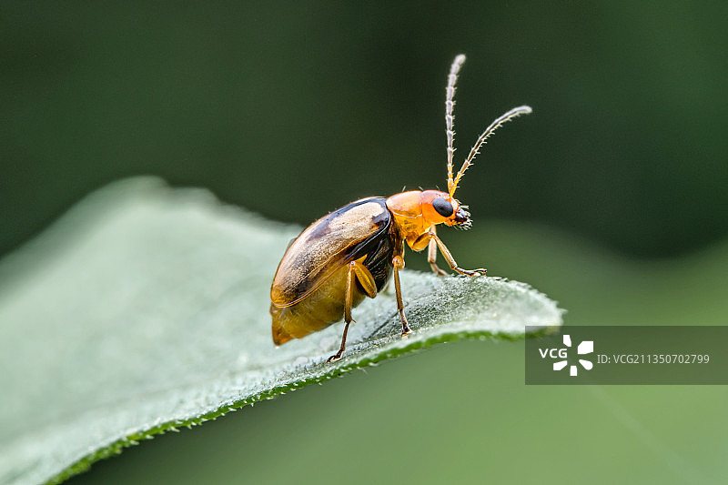 双斑萤叶甲图片素材