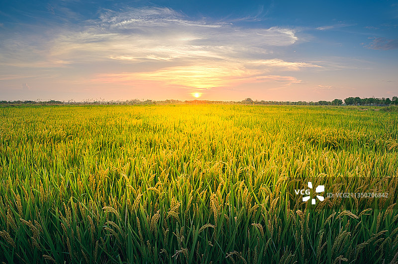 收获，丰收，秋天，稻田，水稻，农业，农村，耕地，田地，稻子，图片素材