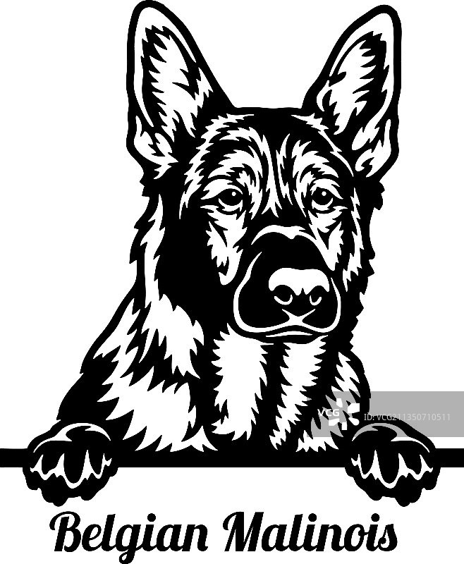比利时玛利诺犬偷看狗头图片素材