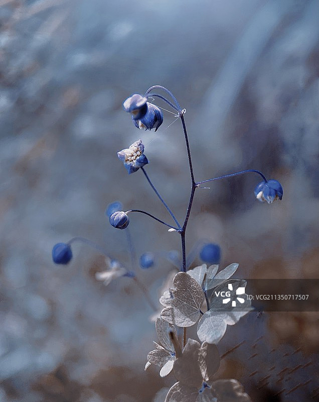 唐松草图片素材