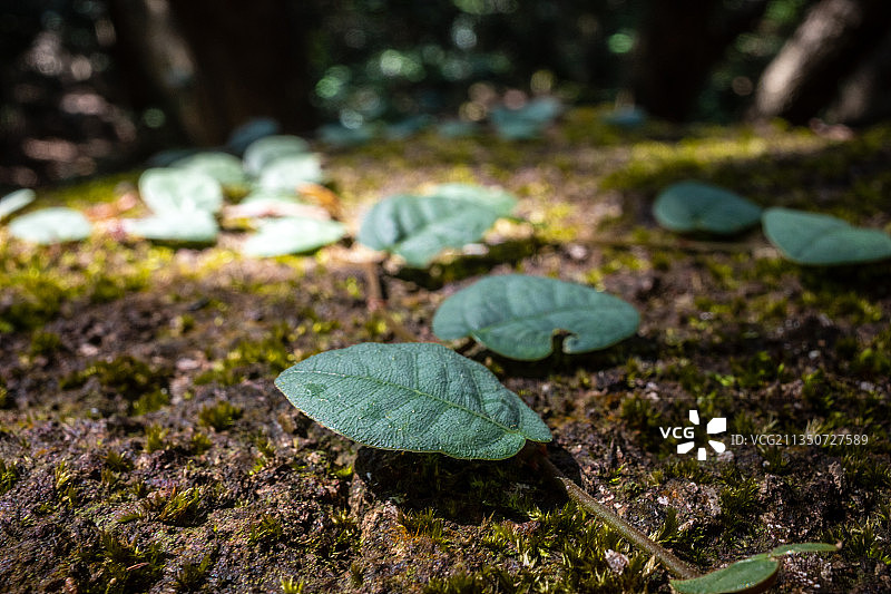 爬行植物图片素材