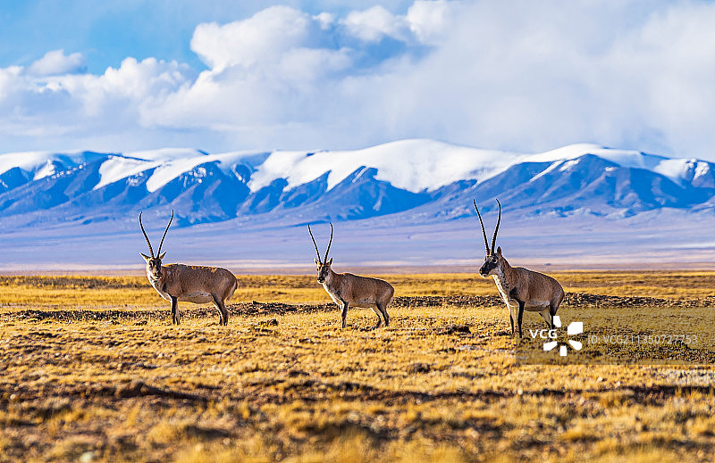 可可西里藏羚羊图片素材