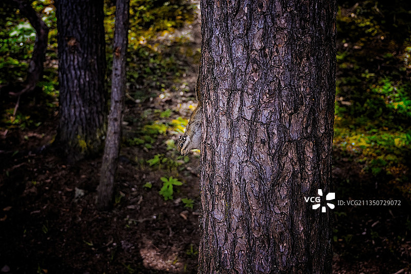 森林中的精灵图片素材
