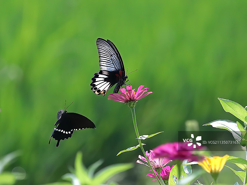亲爱的，你慢慢飞 左下方是玉带凤蝶（雄），右上方是马哈美凤蝶图片素材