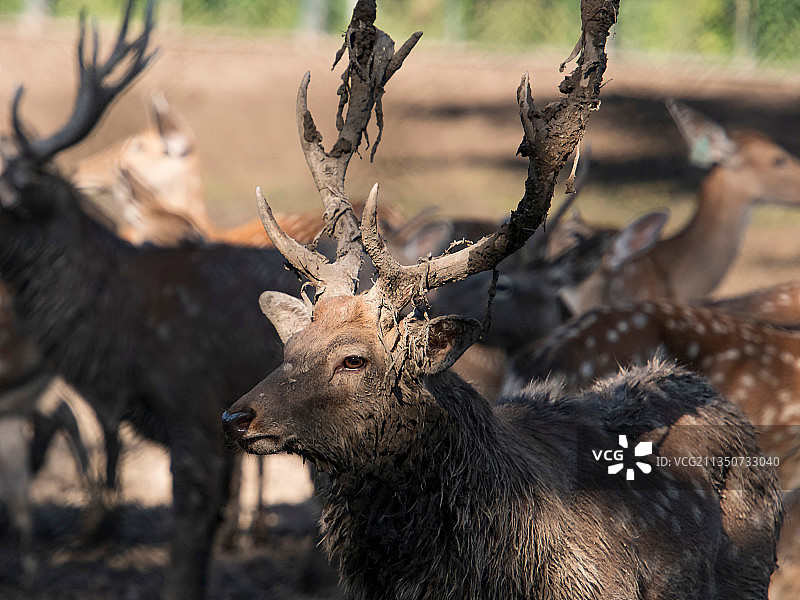 北京大兴麋鹿苑博物馆图片素材