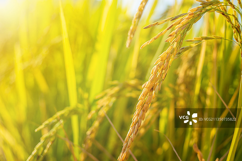 秋季成熟的水稻谷图片素材