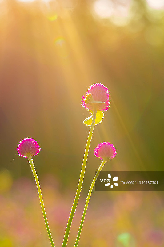 秋色渐浓图片素材