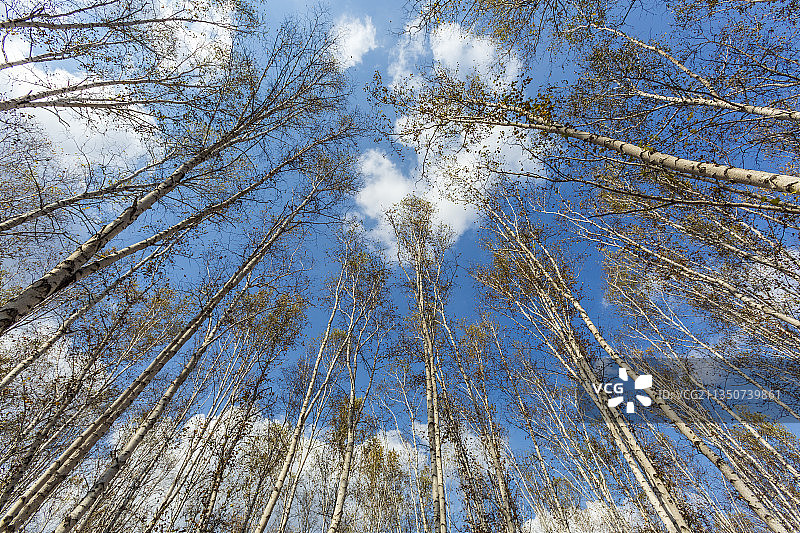 根河市 白桦林——呼伦贝尔图片素材