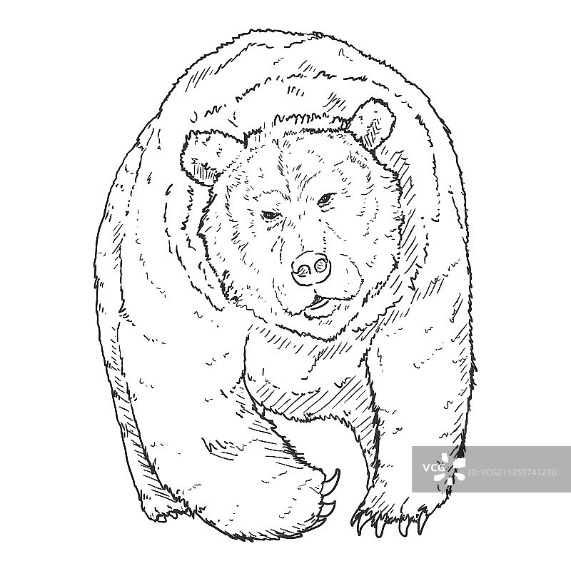 熊的正面素描图片素材