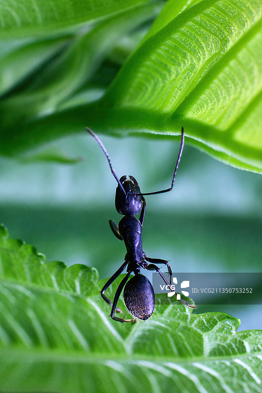 重庆江津：秋日观赏昆虫最佳季节，到田间地头探寻奇异精灵图片素材