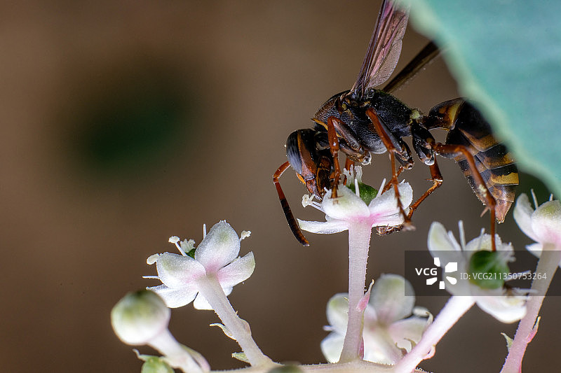 重庆江津：秋日观赏昆虫最佳季节，到田间地头探寻奇异精灵图片素材