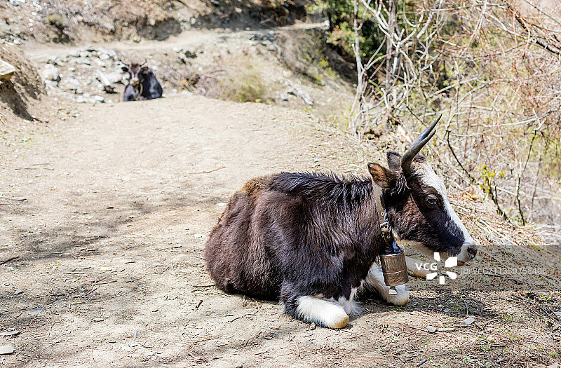雨崩村带着铃铛的牛图片素材