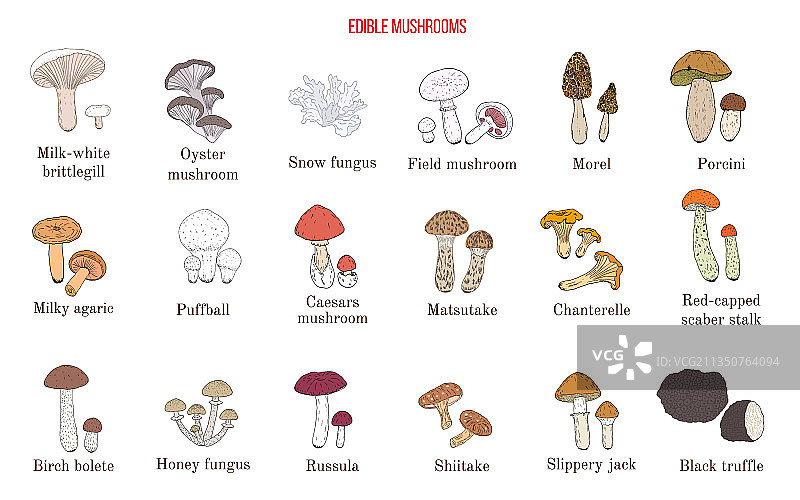 手绘食用蘑菇合集图片素材