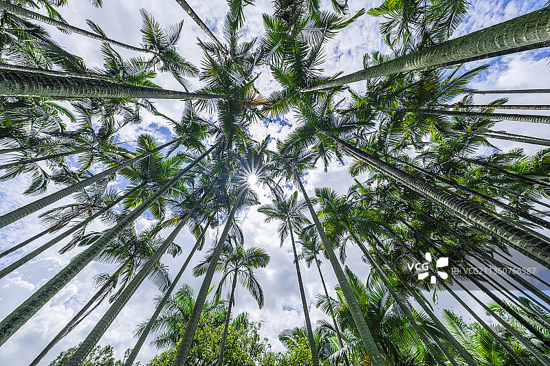 椰子树图片素材