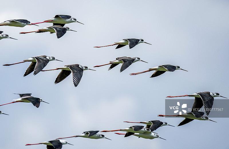 黑翅长脚鹬图片素材