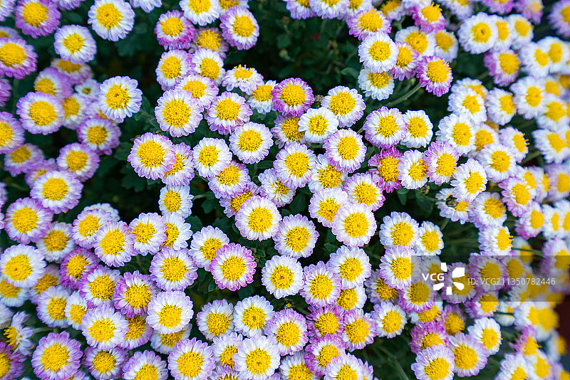 盛开的鲜艳妍丽的小菊花图片素材