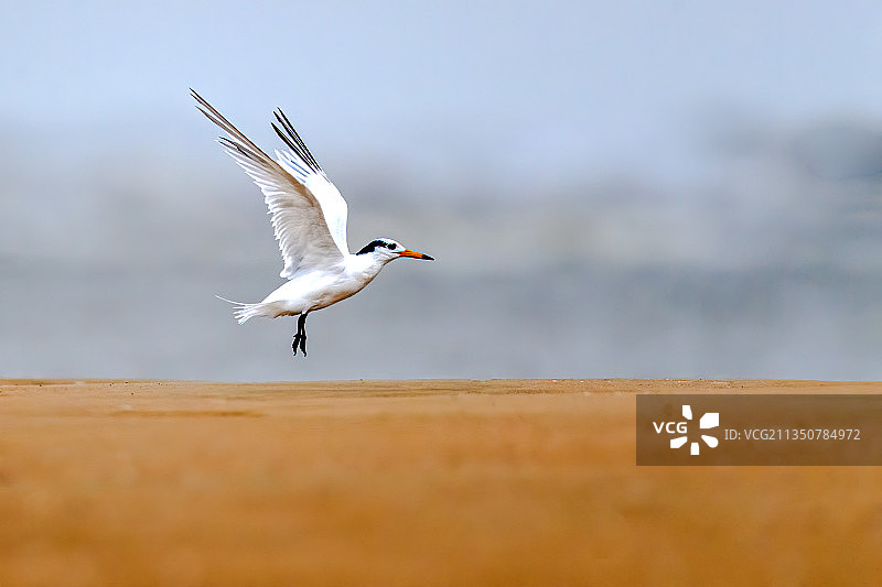 中华凤头燕鸥图片素材