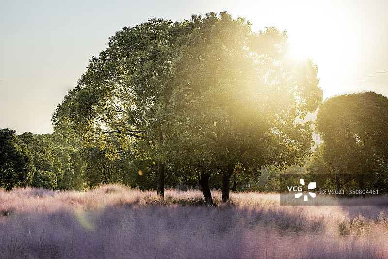 粉黛子图片素材