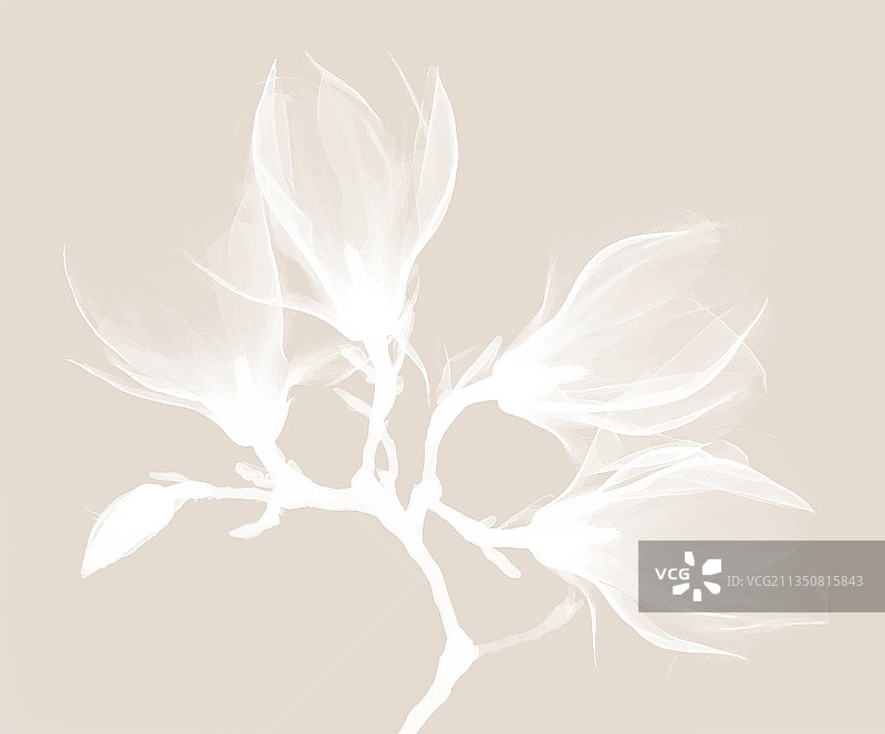 木兰花X光设计图片素材