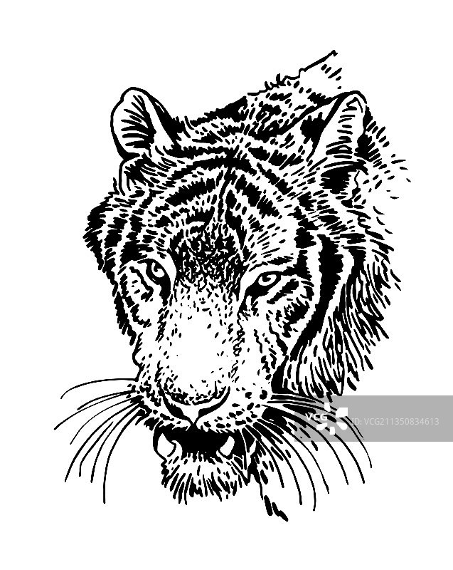 白色背景上的愤怒老虎肖像图片素材