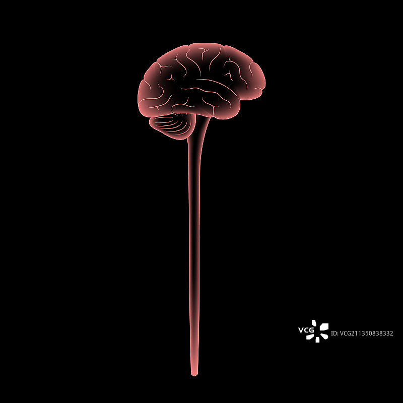 中枢神经系统图片素材