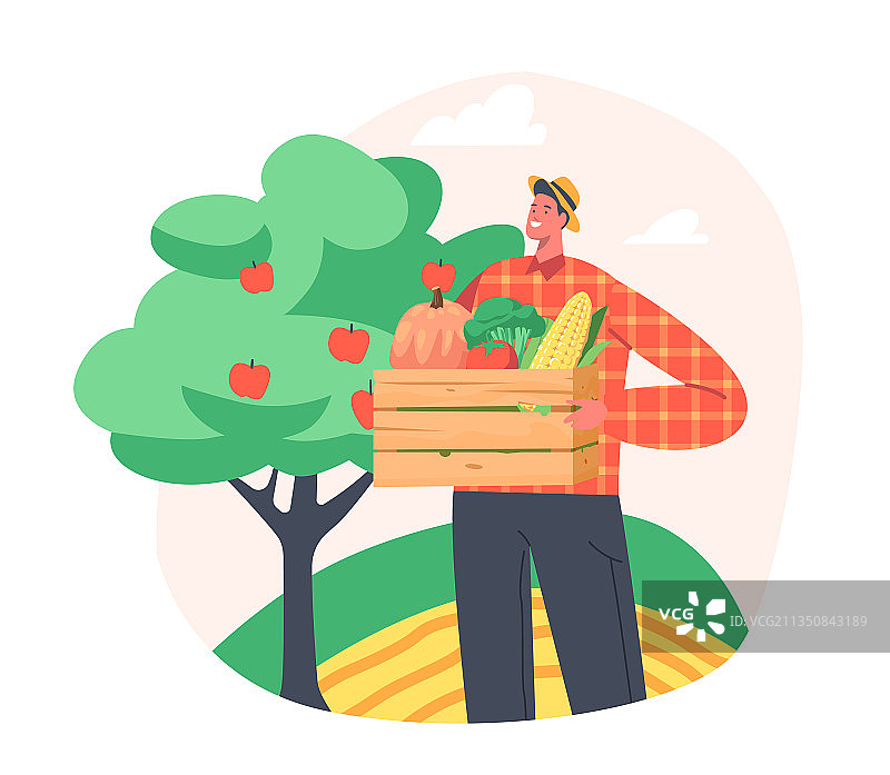 男人在菜园里采摘成熟蔬菜图片素材