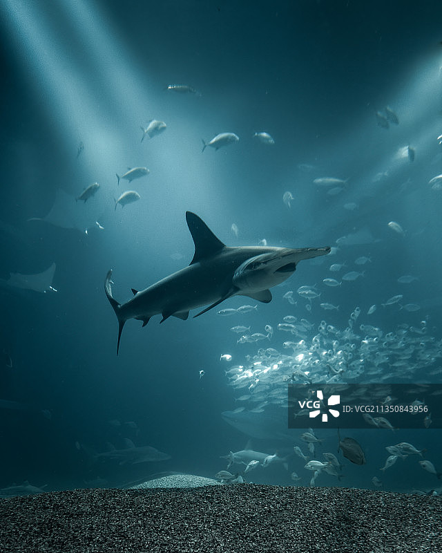 Japan Osaka 大阪海洋馆图片素材