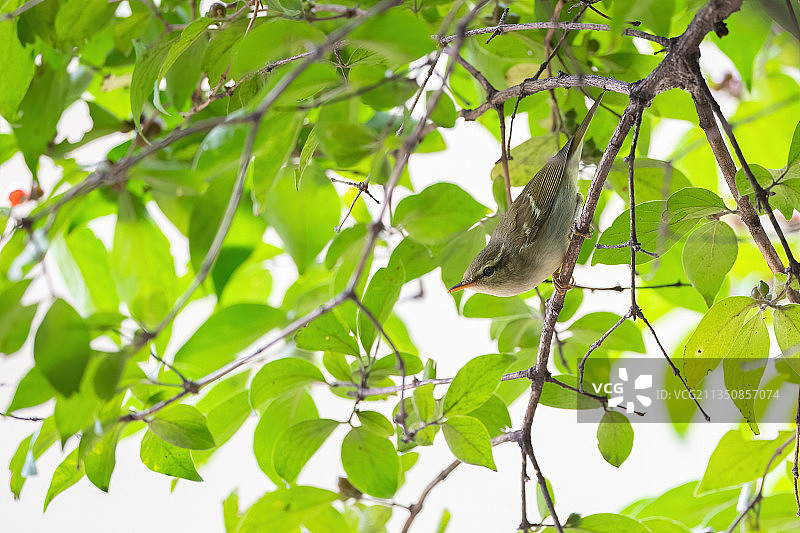 双斑绿柳莺图片素材