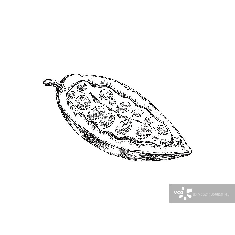 带籽的可可豆半个果实图片素材