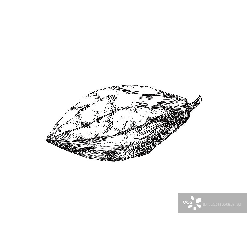 可可树的可可豆果实图片素材