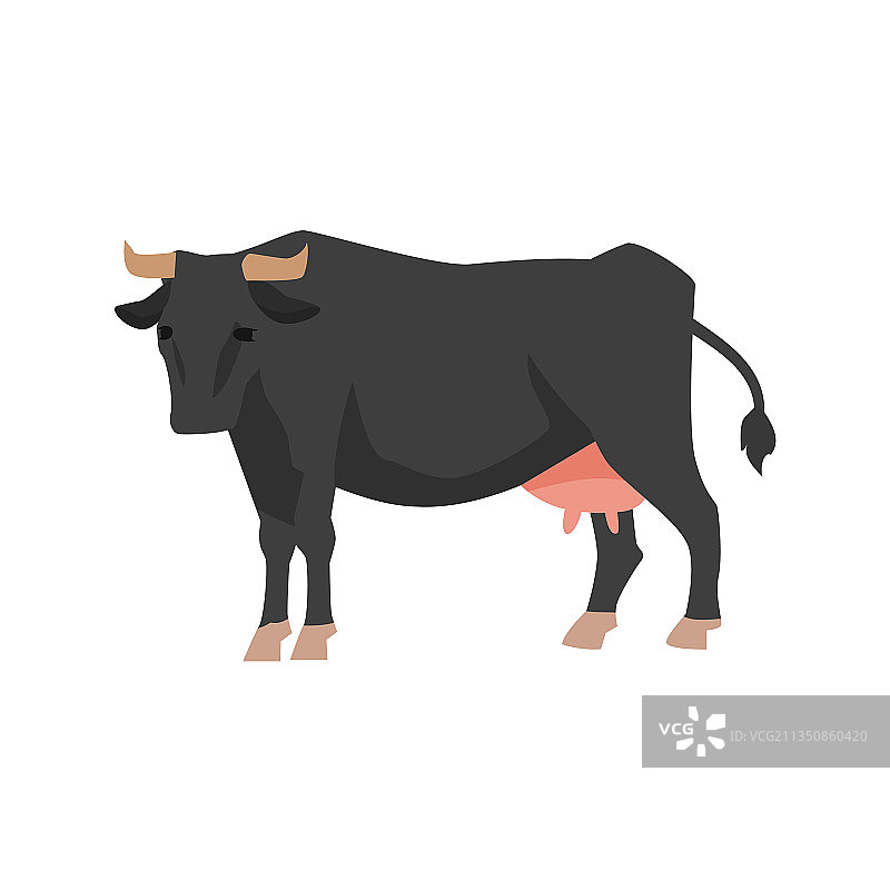 用于生产牛肉和乳制品的农场牛图片素材