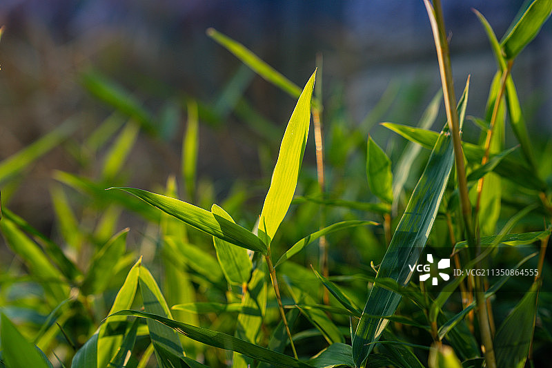 竹叶图片素材
