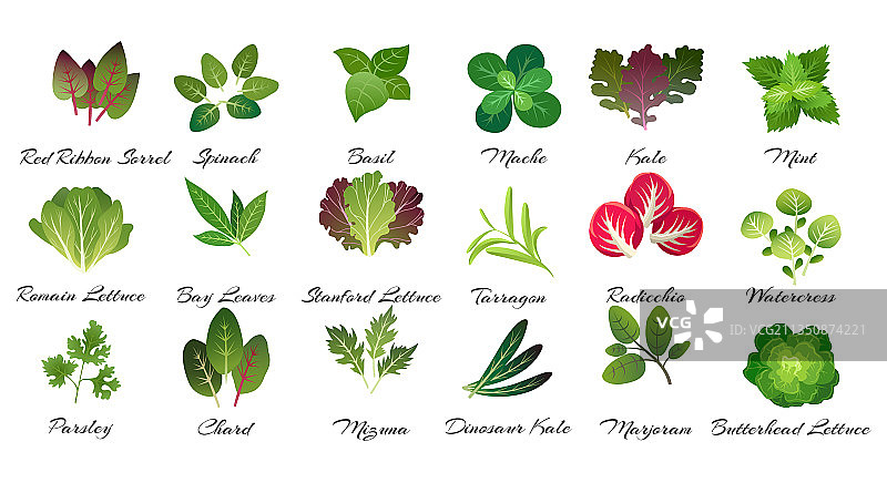 树叶香草烹饪图片素材