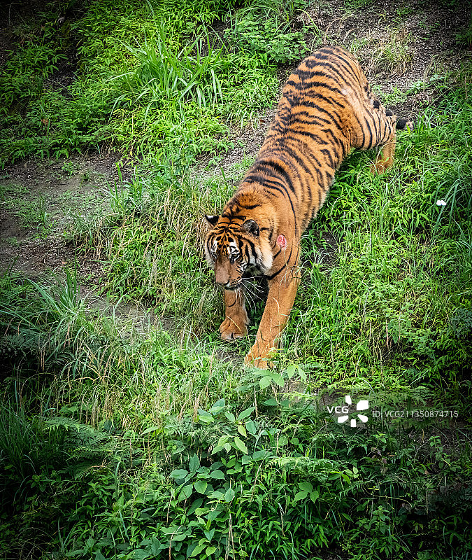 猛虎下山。虎园里，一只华南虎往山坡下呼啸而下。图片素材