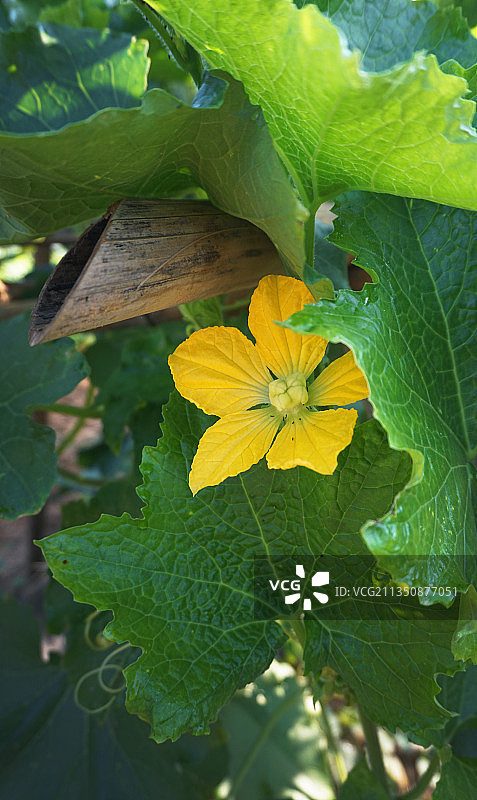冬瓜花开的秋天早晨。图片素材