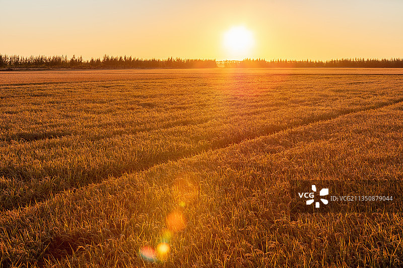 清晨稻田的日出图片素材