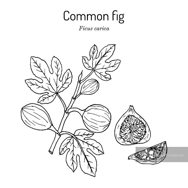 手绘无花果图片素材