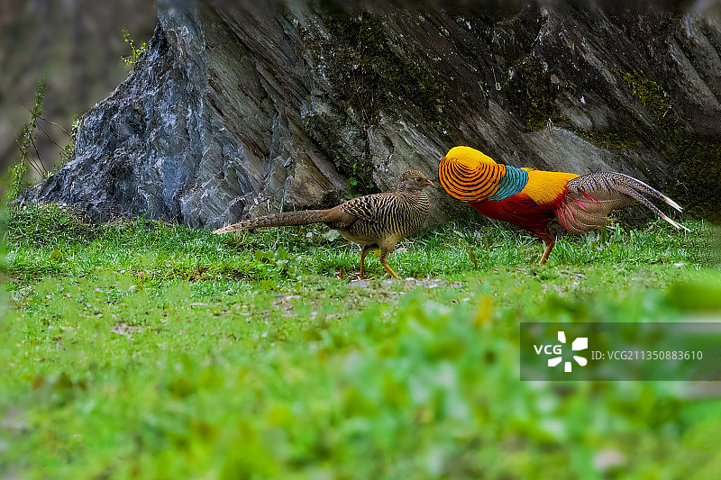 红腹锦鸡图片素材