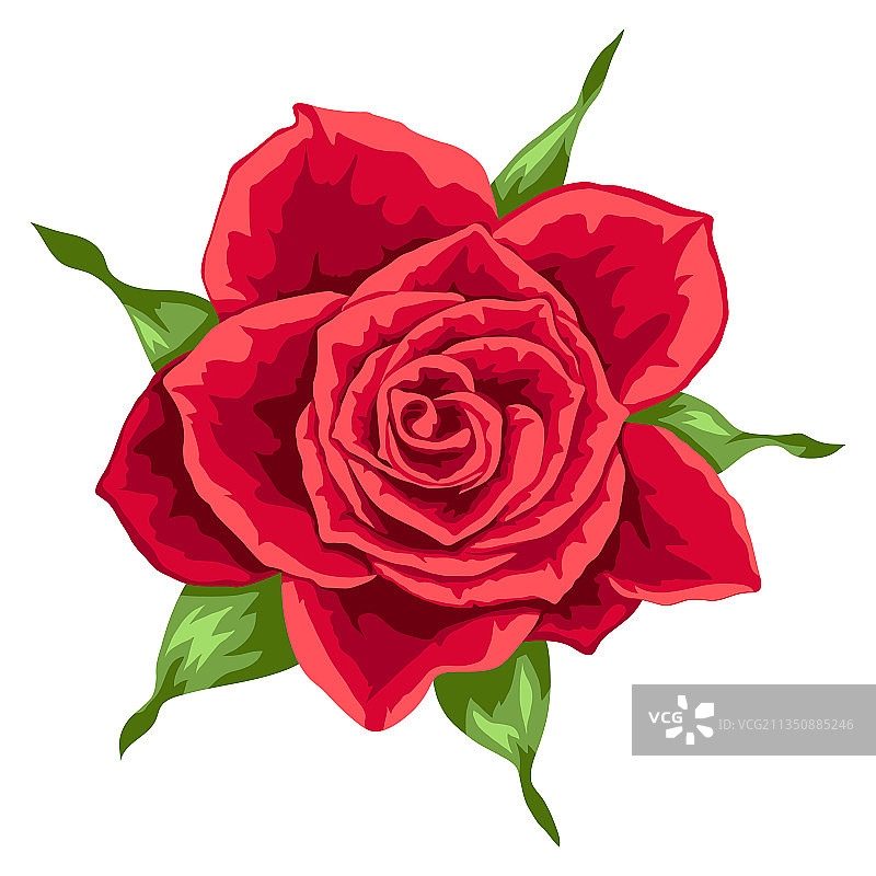 美丽的逼真玫瑰花蕾图片素材