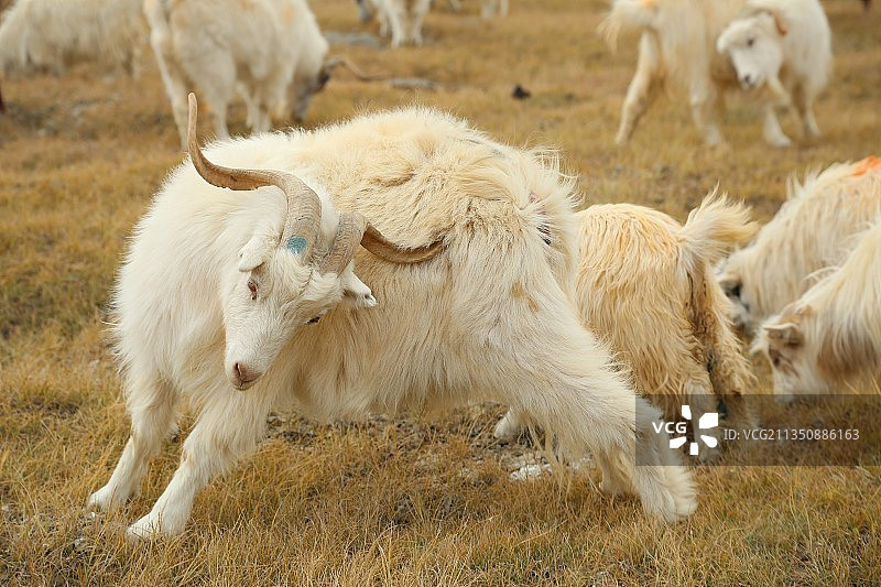 西藏自治区高原上正在挠痒痒的藏羊图片素材